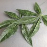 Лист аралии 48 см Зеленый №2206