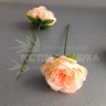 Роза пионовидная Персиковый №6900