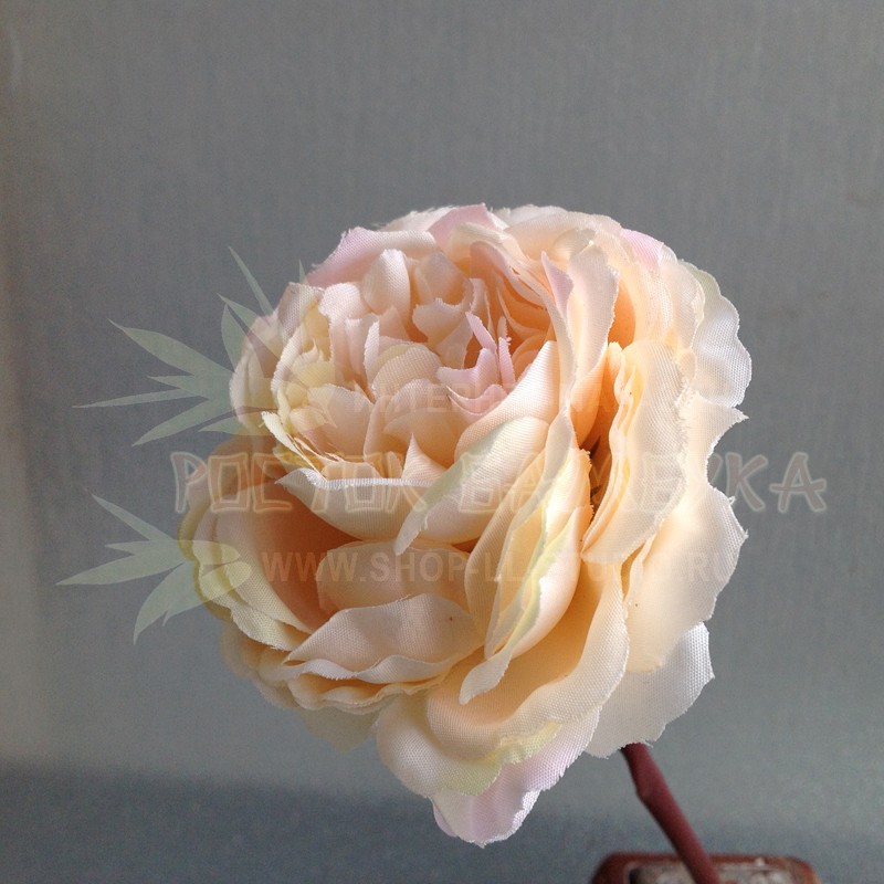 Роза пионовидная Нежно-персиковый №6358.1