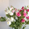 Роза кустовая 70см в ассортименте №6616