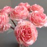 Роза пионовидная Розовый №6358.3