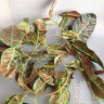Фикус листья лиана 2,65м Зеленый/красный №5032