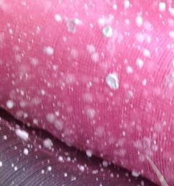 Сетка-снег 50 см Ярко-розовый №5897