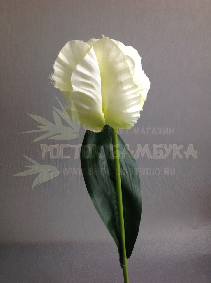Тюльпан попугайный 45 см Пастельно-зеленый №2193.1