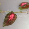 Традесканция 2,7м Зеленые листья с малиновой серединой №4705