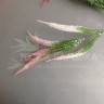 Кукуруза соцветие Розовыё №2173.4