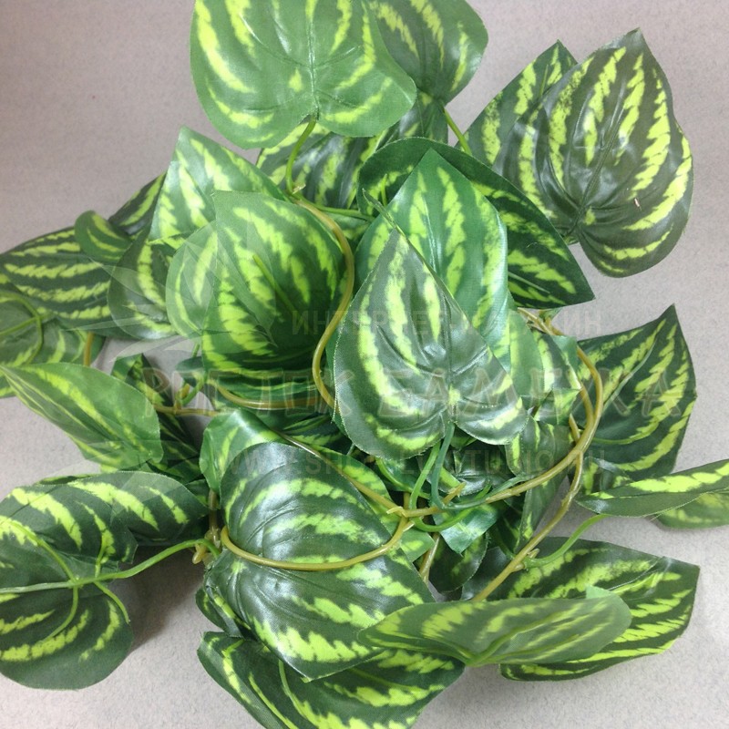 Традесканция 2,6м (13 пар листьев) Зеленые листья со светло-зелеными полосами №5061